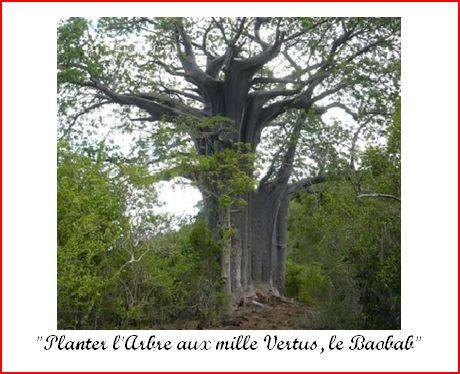 Planter lArbre aux mille Vertus, le Baobab. Victor Bissengu