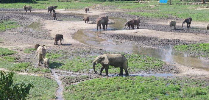 Les lphants du Parc National Dzanga Sangha  Bayanga