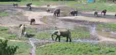 Les lphants du PARC de Dzanga Sangha  Bayanga, bouffs d'oxygne pour l'conomie centrafricaine