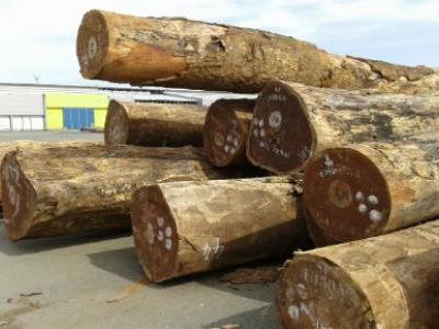 Des coupes de bois en provenance de Centrafrique. Photo : Global Witness