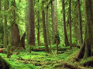 Fort d'arbres